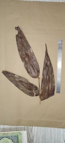 Syzygium munronii (Ja Jin) — photo