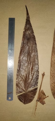 Syzygium munronii (Ja Jin) — photo