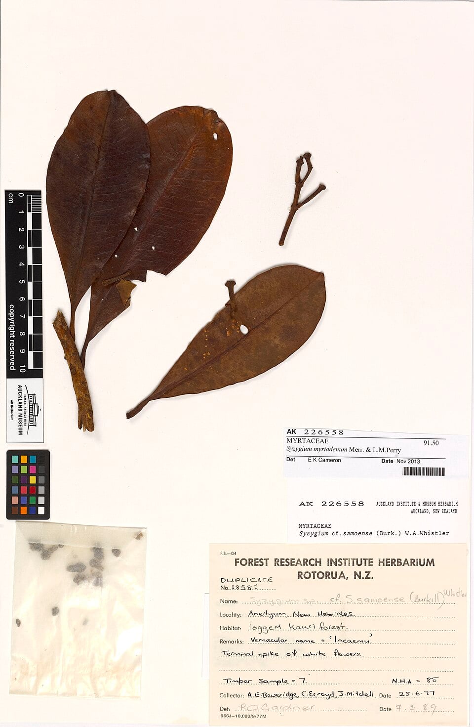Syzygium myriadenum