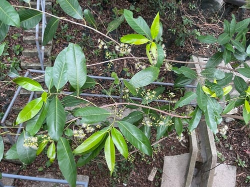 Syzygium nervosum (Satin ash) — photo