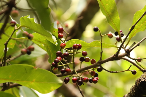 Syzygium nervosum