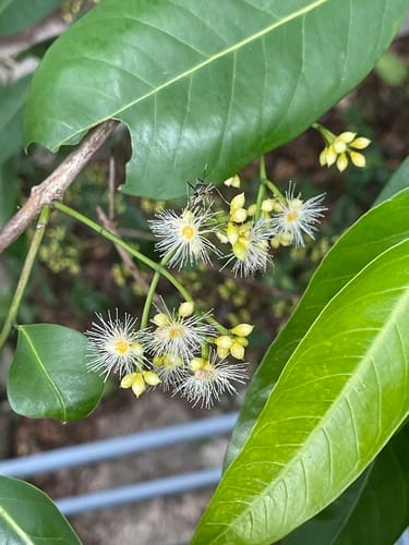 Syzygium nervosum (Satin ash) — photo