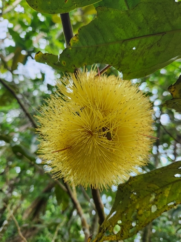 Syzygium neurocalyx