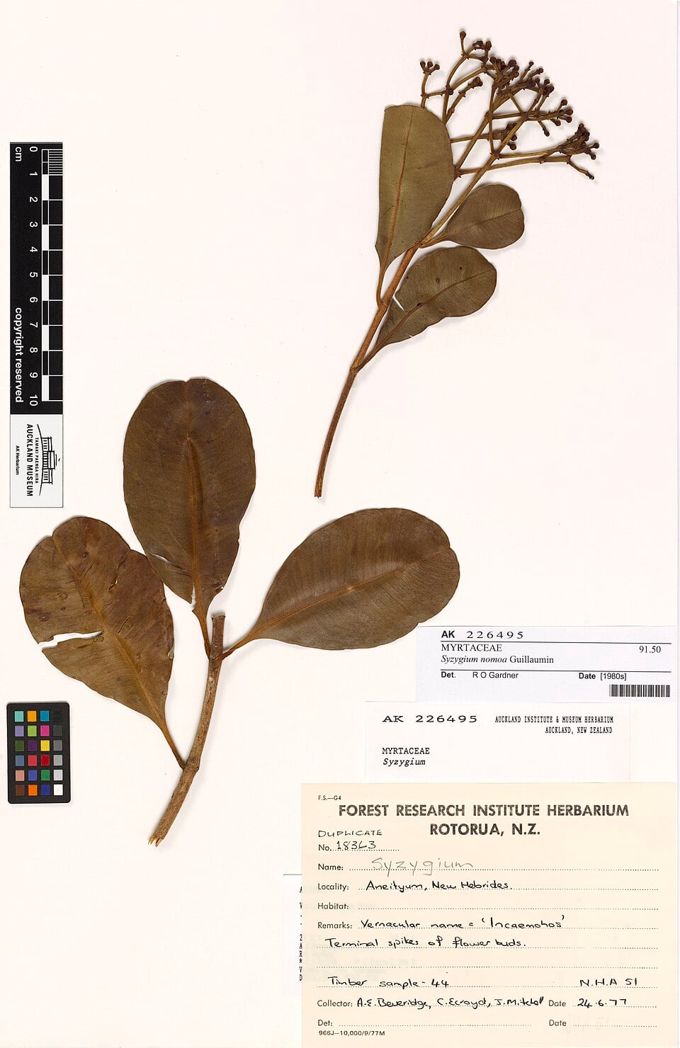 Syzygium nomoa