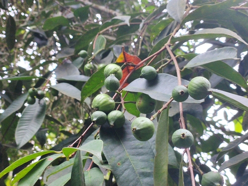 Syzygium oblatum