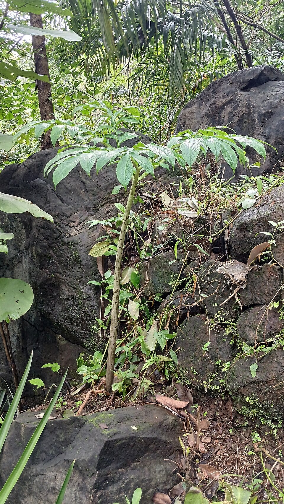 Syzygium occidentale