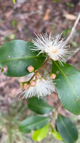 Syzygium oleosum (Blue lilly pilly) — photo