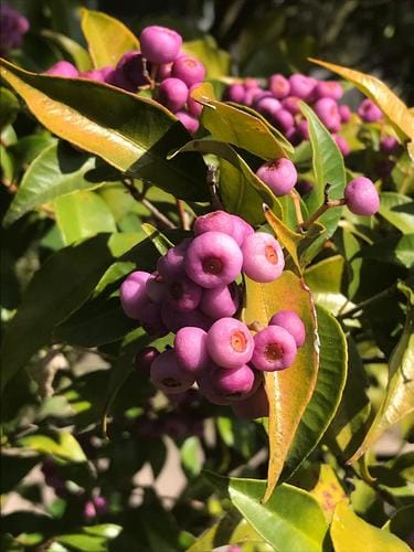Syzygium oleosum (Blue lilly pilly) — photo
