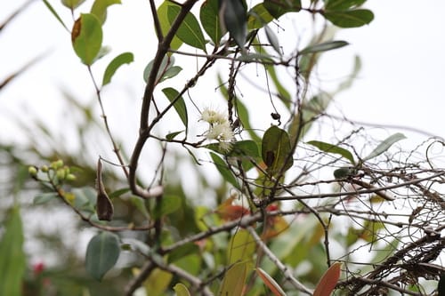 Syzygium owariense (Swamp waterberry) — photo