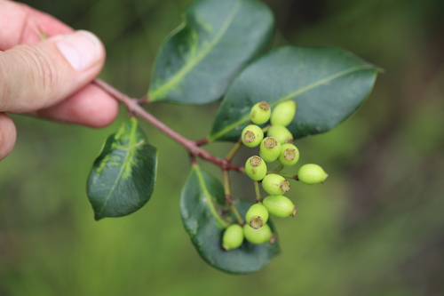 Syzygium owariense