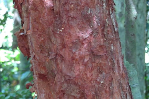 Syzygium papyraceum (Paperbark satinash) — photo