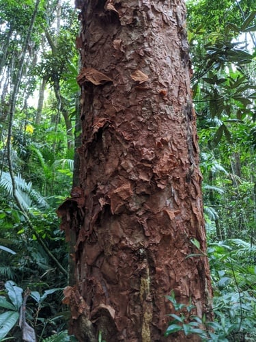 Syzygium papyraceum
