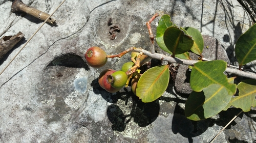 Syzygium parkeri