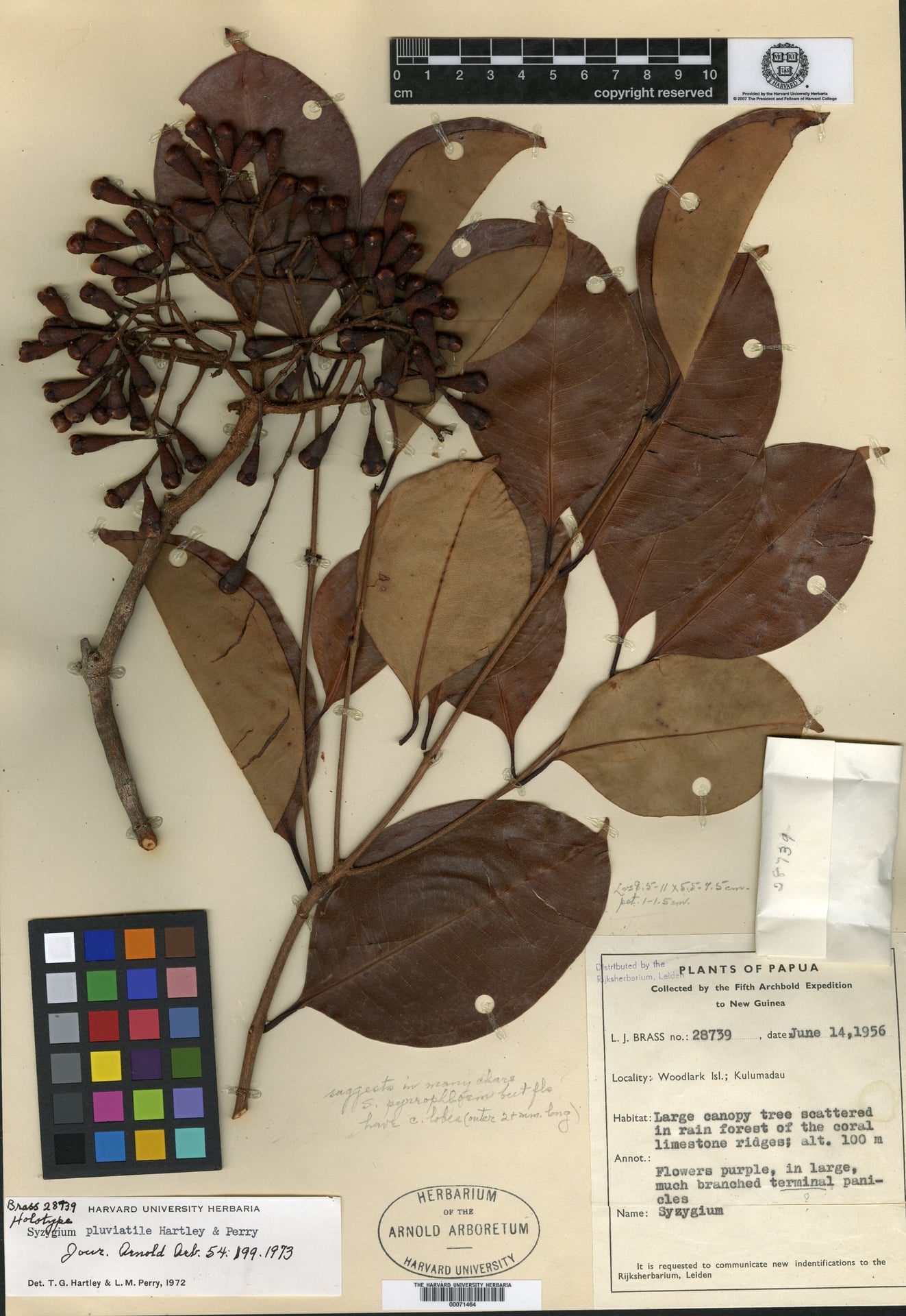 Syzygium pluviatile