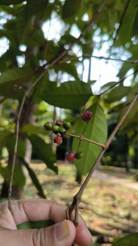 Syzygium polyanthum (White kelat) — photo
