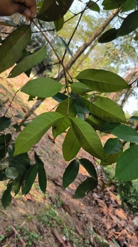 Syzygium polyanthum (White kelat) — photo