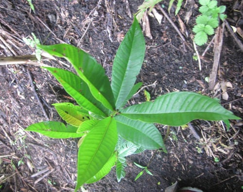 Syzygium polycephaloides