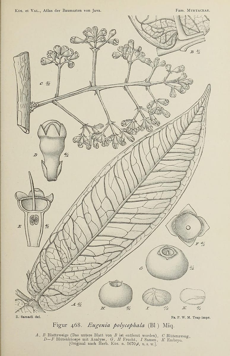 Syzygium polycephalum (Gowok myrtle tree) — photo