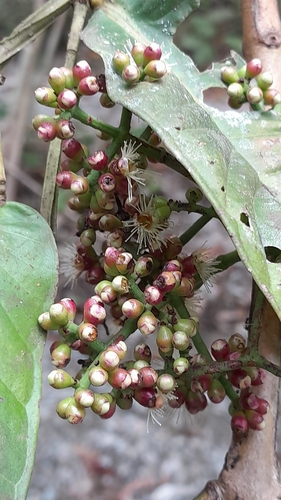 Syzygium polycephalum