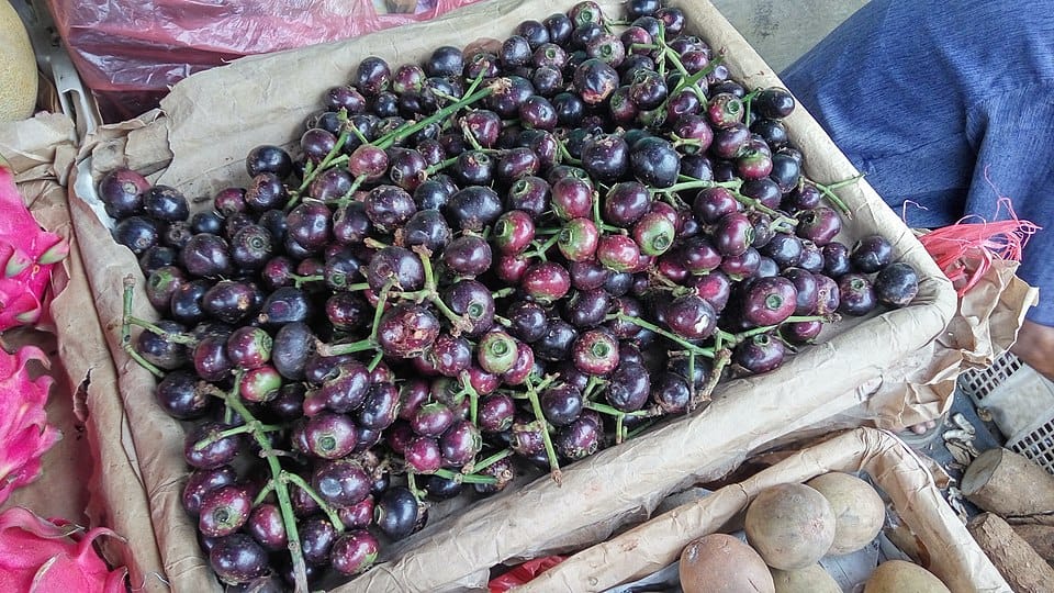 Syzygium polycephalum (Gowok myrtle tree) — photo