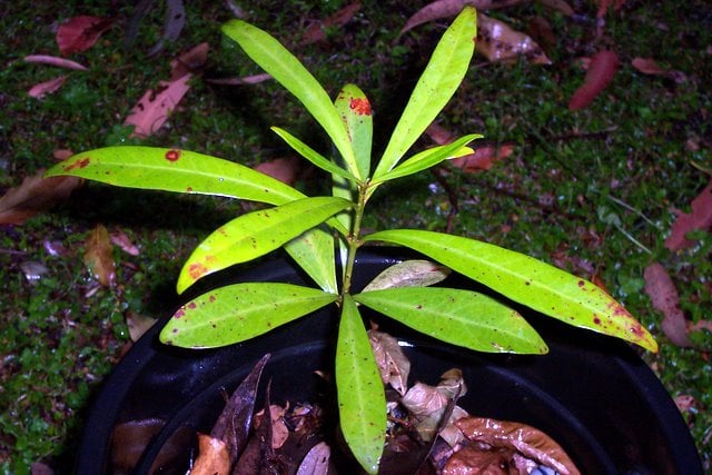 Syzygium pseudofastigiatum