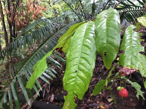 Syzygium puberulum (White satinash) — photo