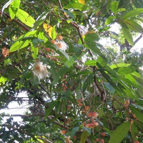 Syzygium puberulum (White satinash) — photo