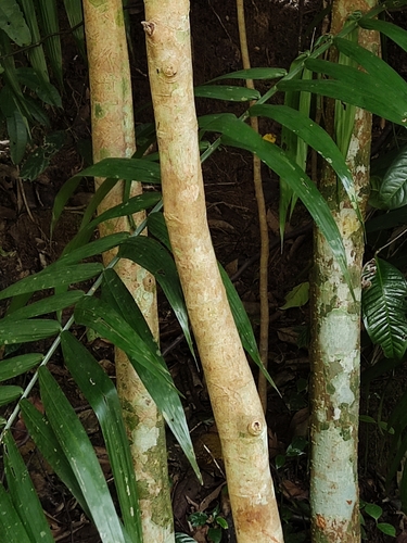 Syzygium pycnanthum (Wild Rose Apple) — photo