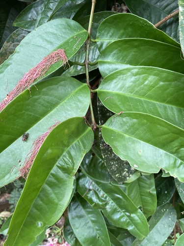 Syzygium pycnanthum (Wild Rose Apple) — photo