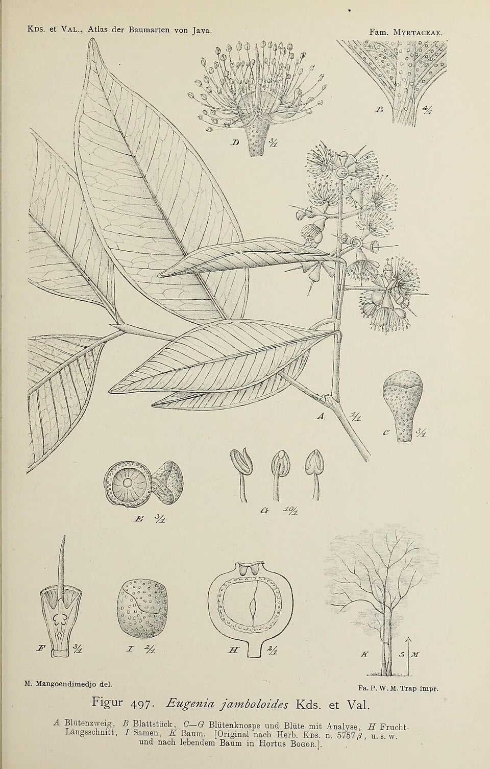 Syzygium racemosum