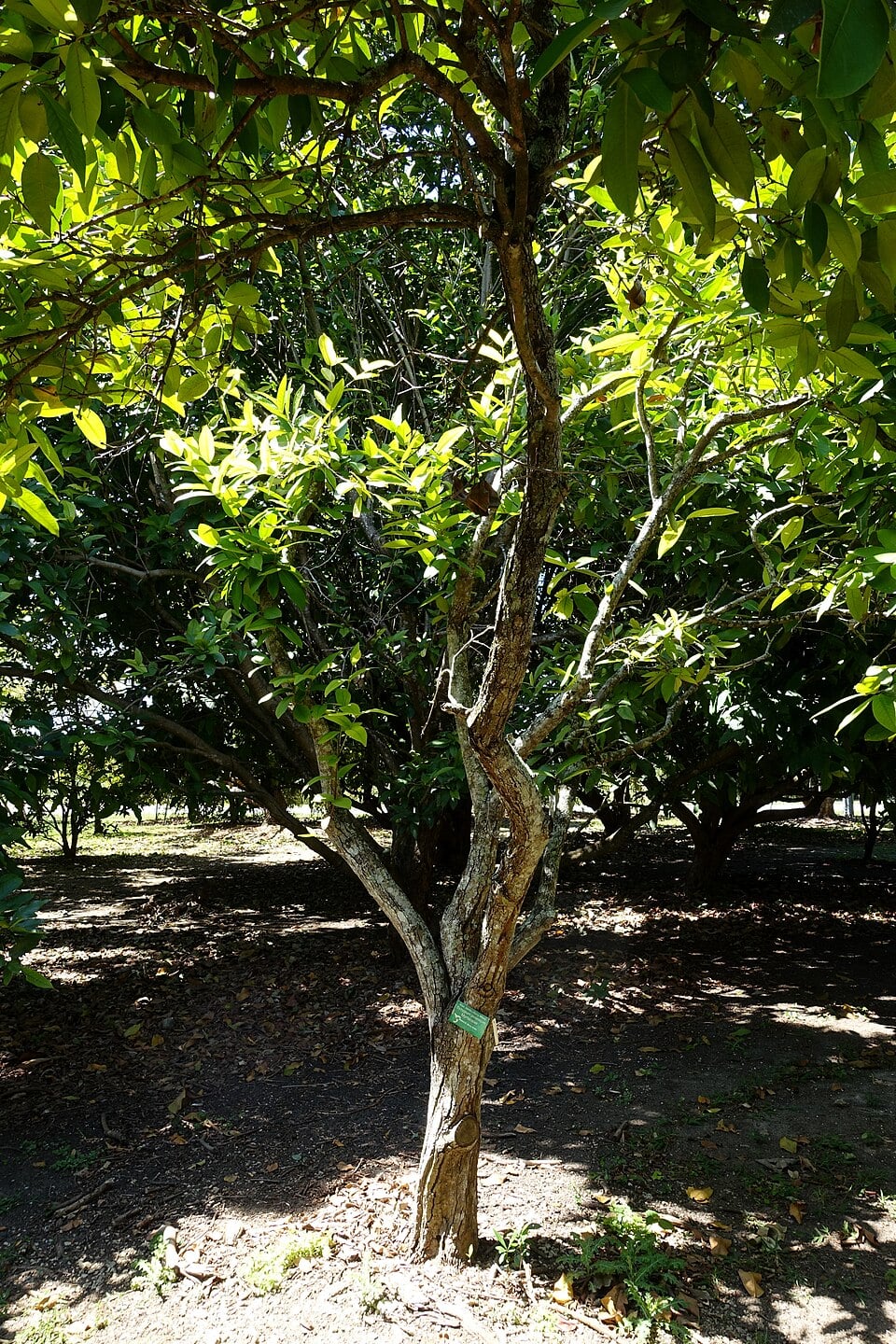 Syzygium racemosum — photo