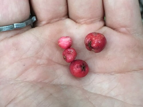 Syzygium resa (Red Eungella satinash) — photo