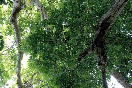 Syzygium resa (Red Eungella satinash) — photo