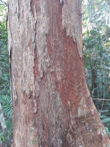 Syzygium resa