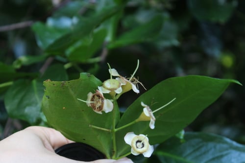 Syzygium richii — photo