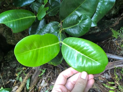 Syzygium richii — photo