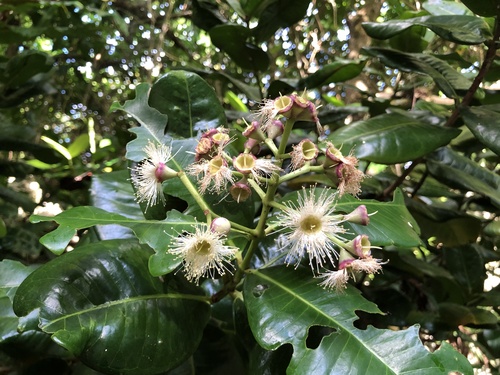 Syzygium richii