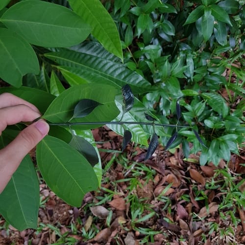 Syzygium ridleyi — photo