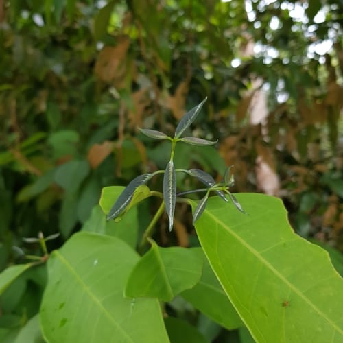Syzygium ridleyi — photo