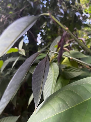 Syzygium ridleyi