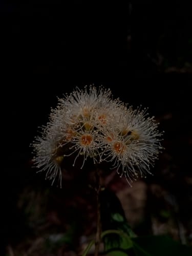 Syzygium sakalavarum — photo