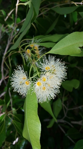 Syzygium sakalavarum
