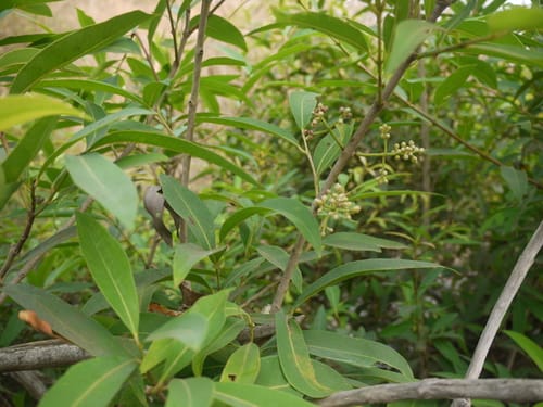 Syzygium salicifolium (Kath jamun) — photo