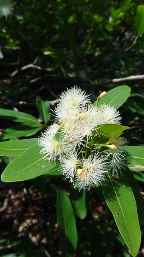 Syzygium salicifolium