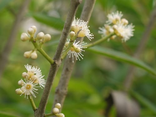 Syzygium salicifolium (Kath jamun) — photo