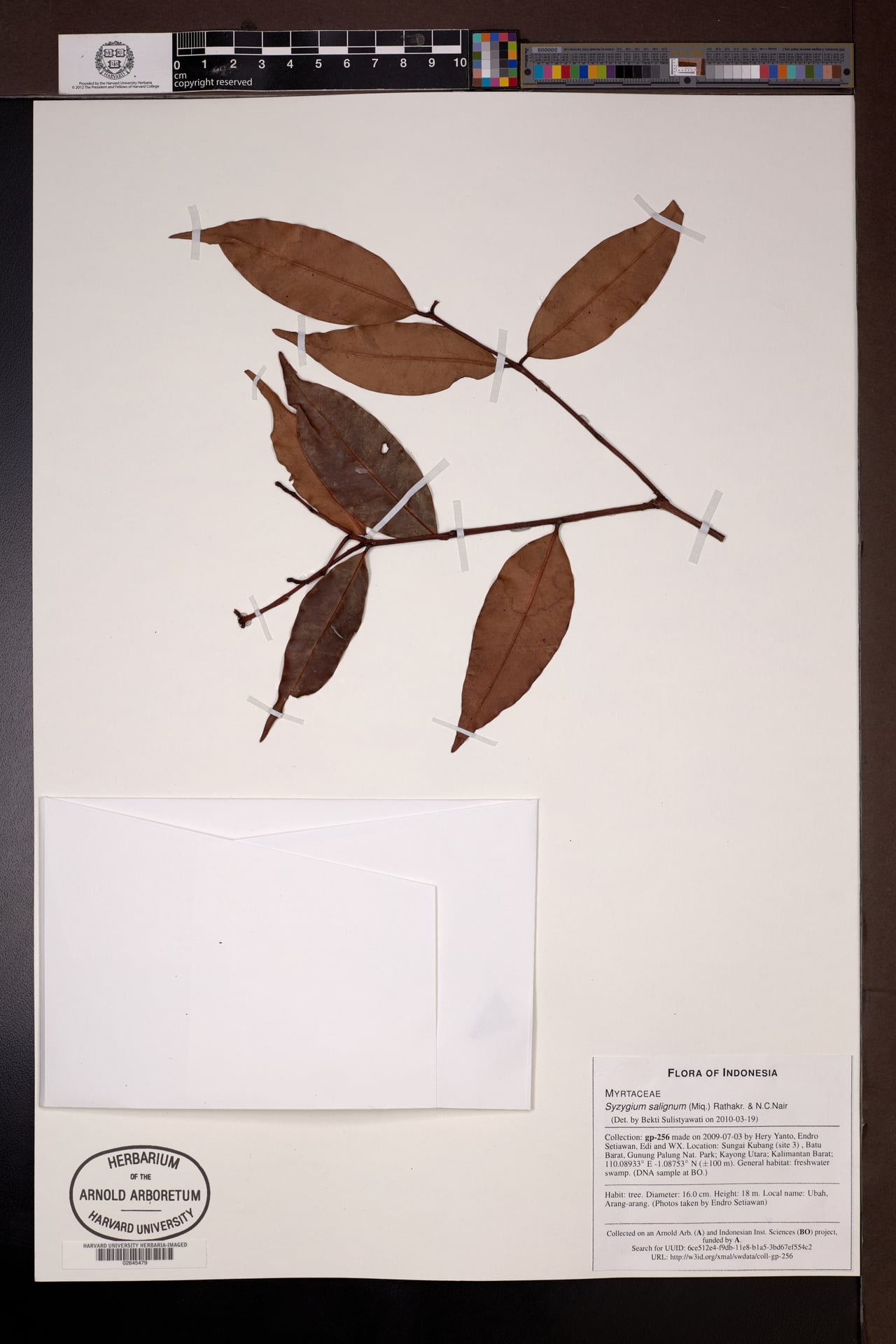 Syzygium salignum