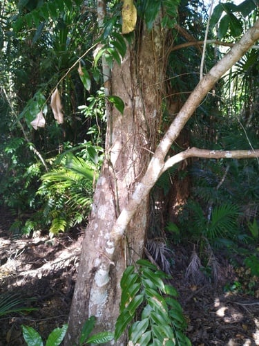 Syzygium sayeri (Pink satinash) — photo