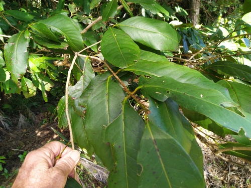 Syzygium sayeri (Pink satinash) — photo