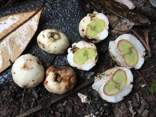 Syzygium sayeri
