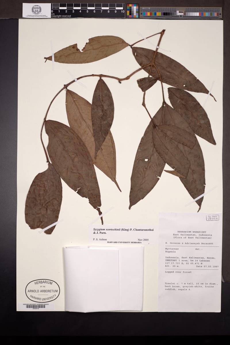Syzygium scortechinii — photo